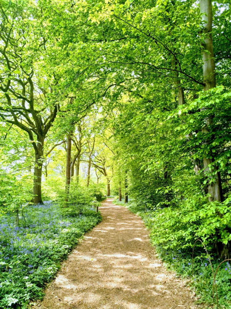 Bluebell Wood Arlington